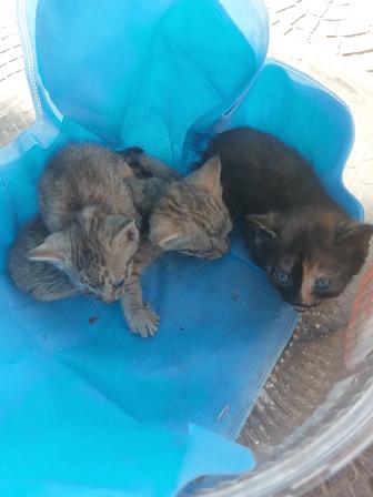 Бесплатно котята