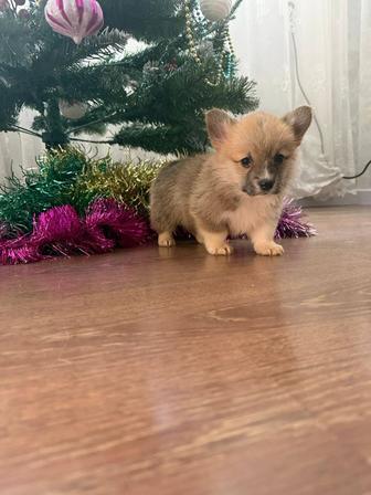 Шикарные щенки вельш пемброк корги