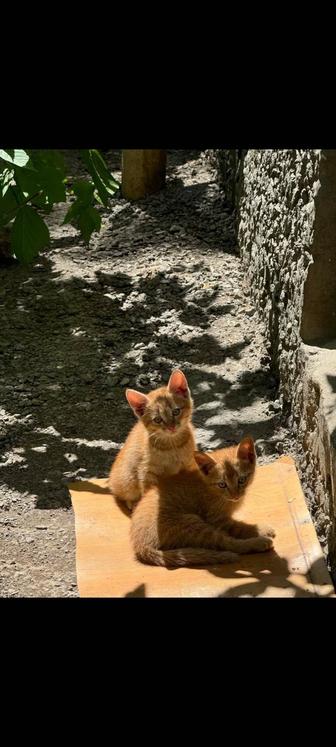 Прекрасные котята