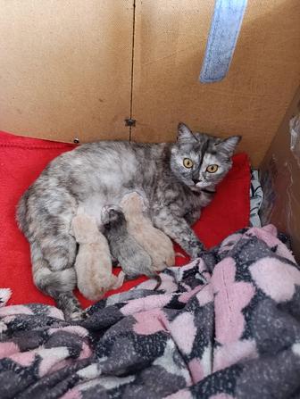 Шотландские котята бронь
