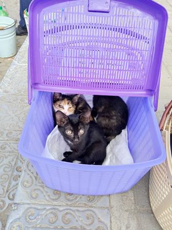 Кошки