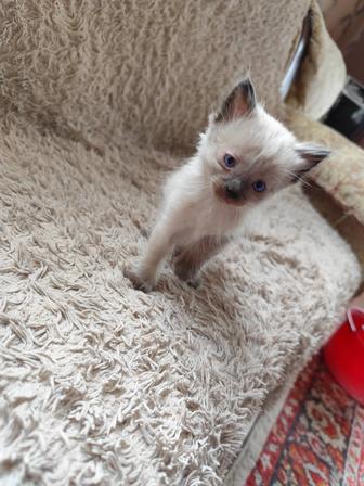 Отдам котят