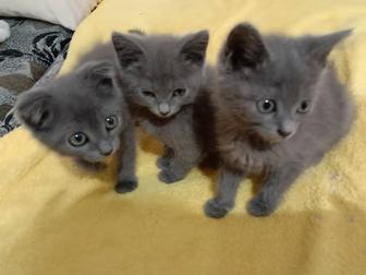 Продам котят