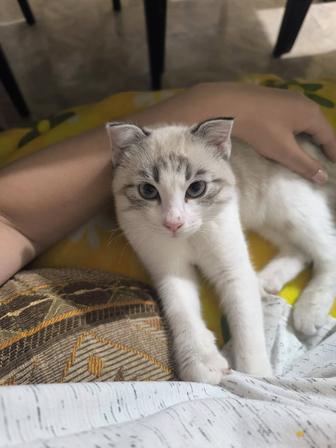 Отдам кошку