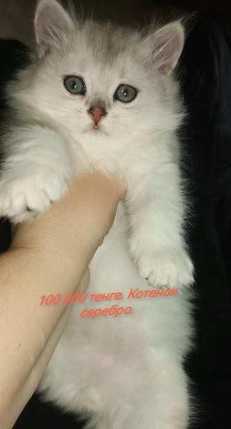 Котята