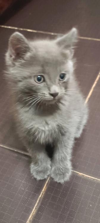 Отдам котят в хорошие руки
