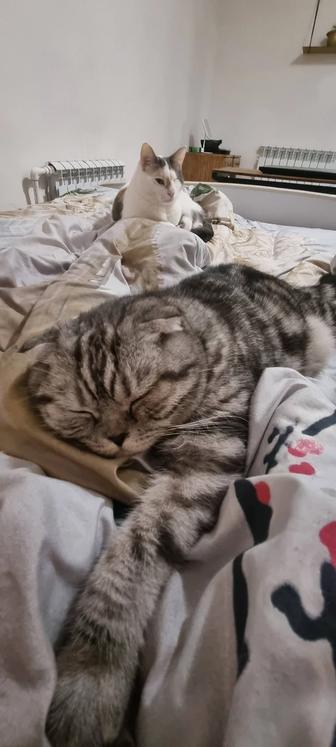 Передержка котов и кошечек, попугаев, хомяков