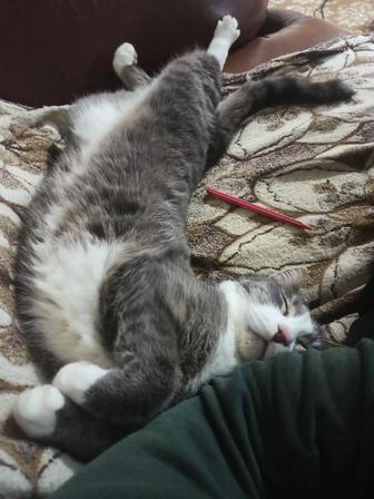 Передержка котов и кошечек, попугаев, хомяков/Зооняня