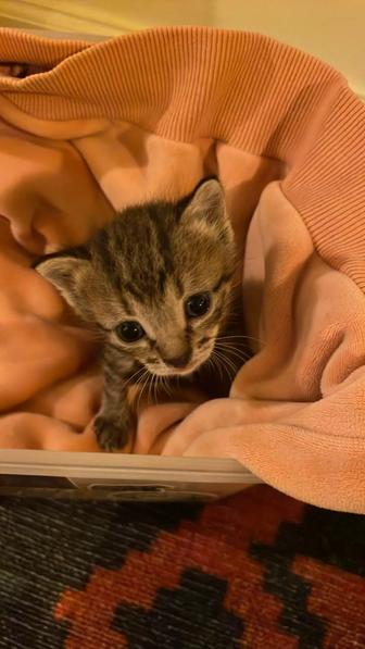 Котенок мальчик