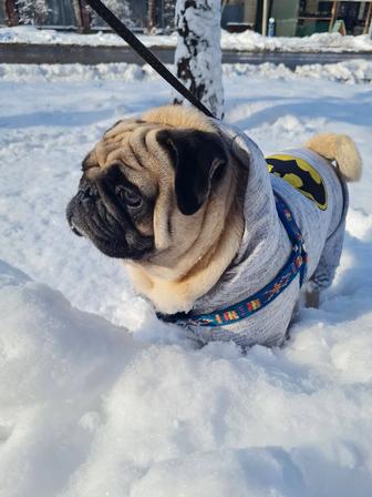 Мопс на вязку