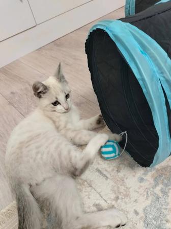 Котенок бесплатно