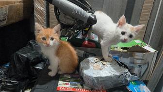 Отдам котят в добрые руки