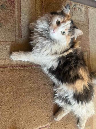 Отдам кошек