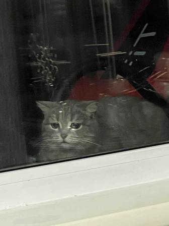 Отдам кошек