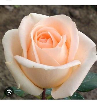 Хрезантема, розы,штамповые розы кустарники