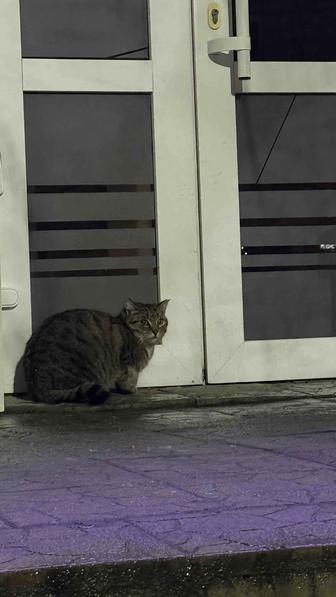 Бедный котик