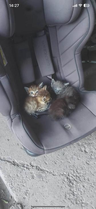 Отдадим котят в хорошие руки