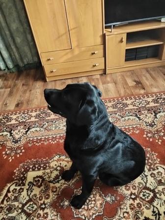 Мальчик лабрадор черный ищет девочку