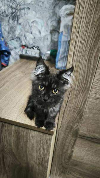 Отдам котенка в хорошие руки
