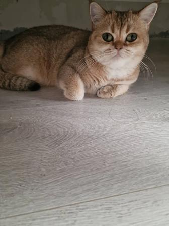 Продается кошка британская шиншилла