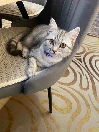 Отдам котенка в хорошие руки