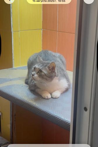 Кот шотландец