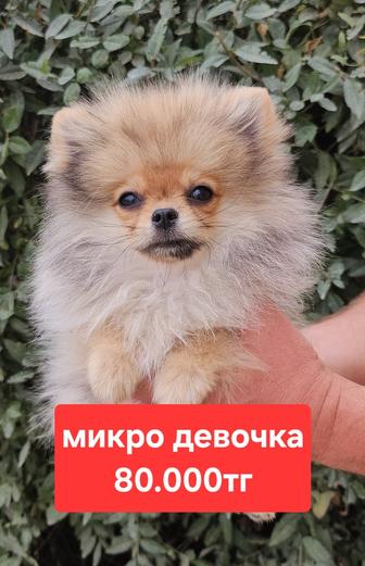 Помнранский шпиц