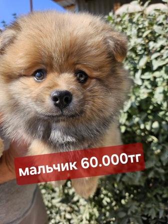 Помнранский шпиц
