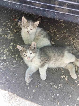 Котята