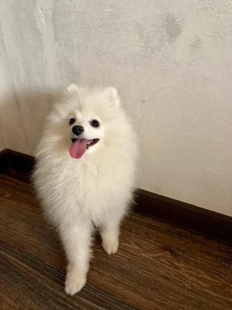 Белый немецкий шпиц, ищет свою семью!