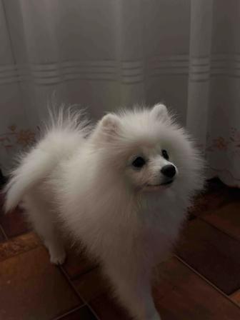 Белый немецкий шпиц, ищет свою семью!