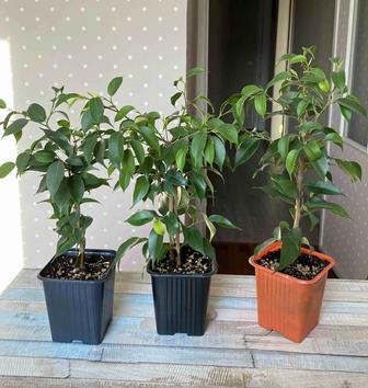 Фикус Бенджамина