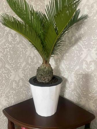 Цикасс комнатная Пальма