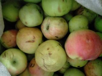 Продам яблоко с дачи. Кисло-сладкие