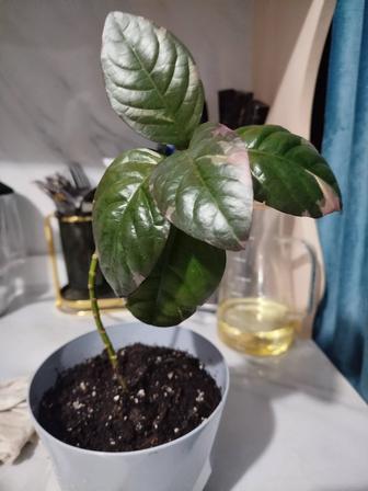 Комнатные растения