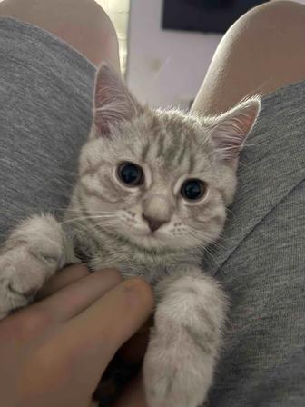 Котенок британец мальчик
