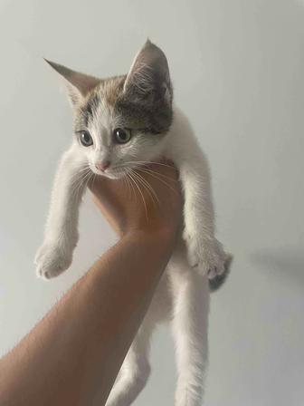 Котенок