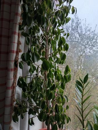 Комнатное растение фикус