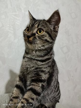 Кот