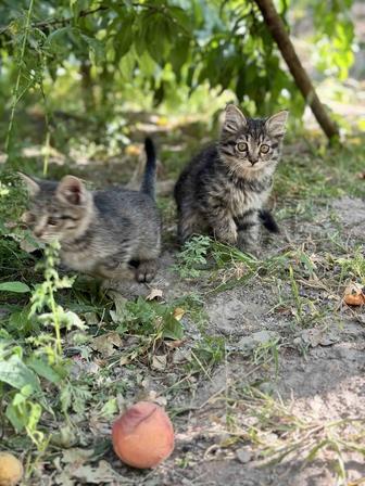 Отдам котёнка в хорошие руки