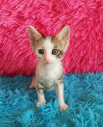 Котята мальчики и девочки 1,5 мес отдаем в хорошие руки