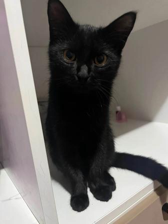 Отдам котика для добрых людей