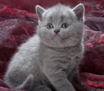 Британские котята тяжеловесы
