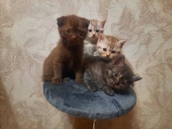 Продам шотландских котят