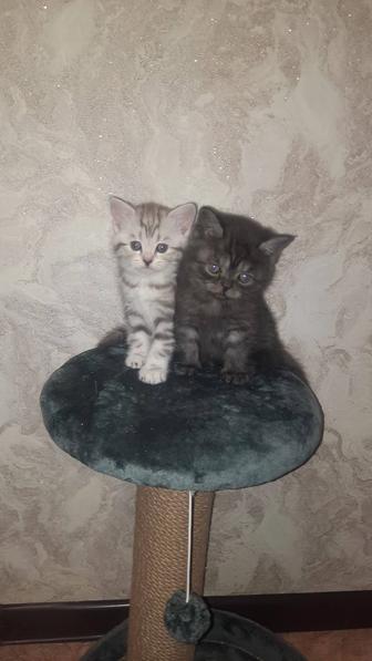 Продам шотландских котят