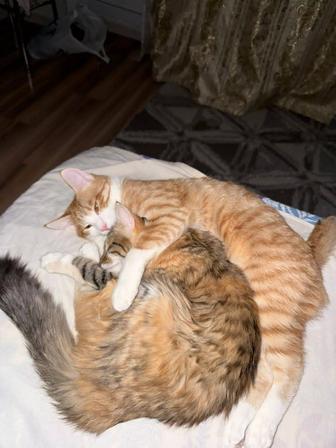 Продаем 1 кота и 1 кошку