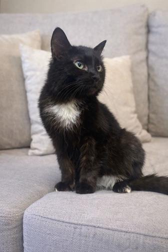 Ищем дом для кошки Чернушки