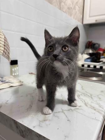 Здравствуйте, отдам в хорошие руки котенка ,к лотку приучен, игривый,полу б