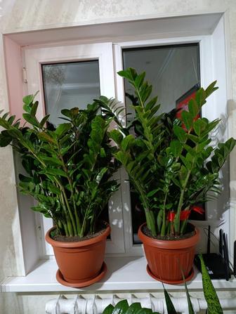 Долларовое дерево