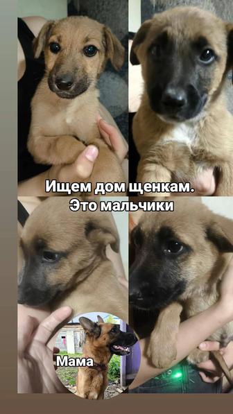 Щенки